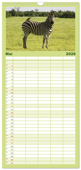 Zebras - Faszination der Wildnis (CALVENDO Familienplaner 2026)