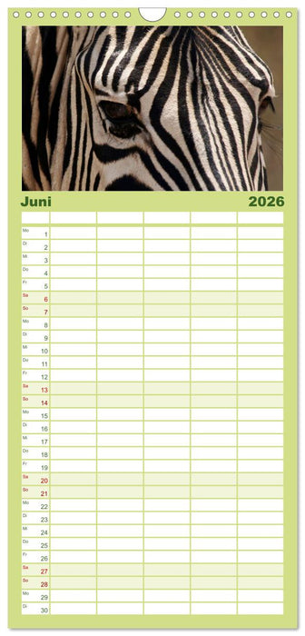 Zebras - Faszination der Wildnis (CALVENDO Familienplaner 2026)