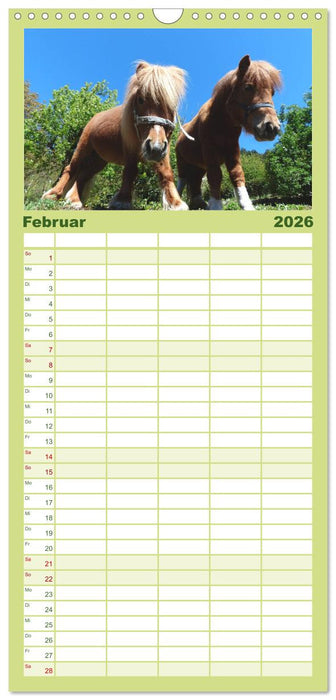 Ponys. Herzensbrecher mit Grips (CALVENDO Familienplaner 2026)