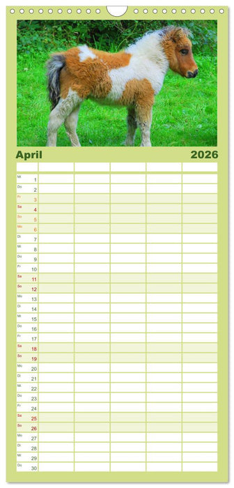 Ponys. Herzensbrecher mit Grips (CALVENDO Familienplaner 2026)
