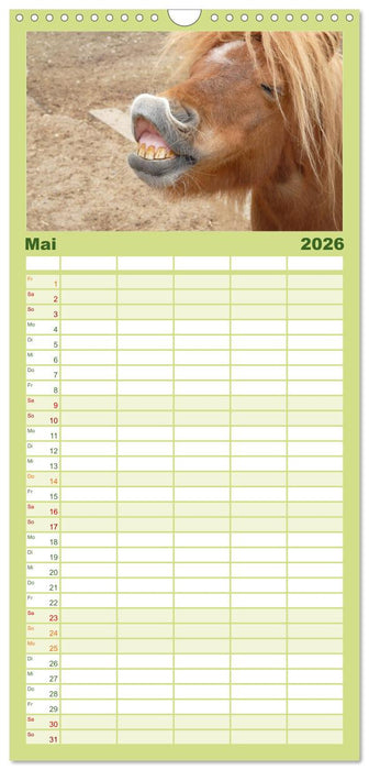 Ponys. Herzensbrecher mit Grips (CALVENDO Familienplaner 2026)