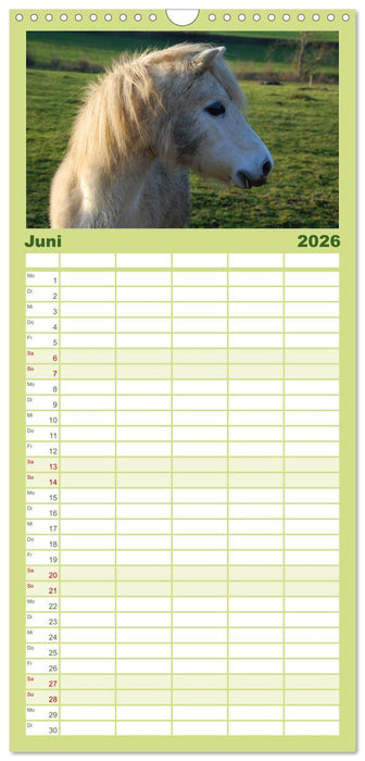 Ponys. Herzensbrecher mit Grips (CALVENDO Familienplaner 2026)