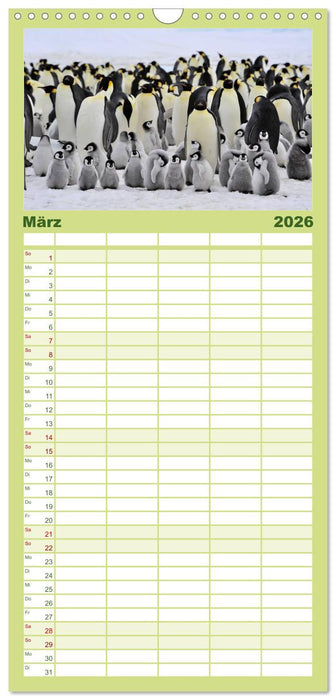 Pinguine - Watscheln im festlichen Kleid (CALVENDO Familienplaner 2026)