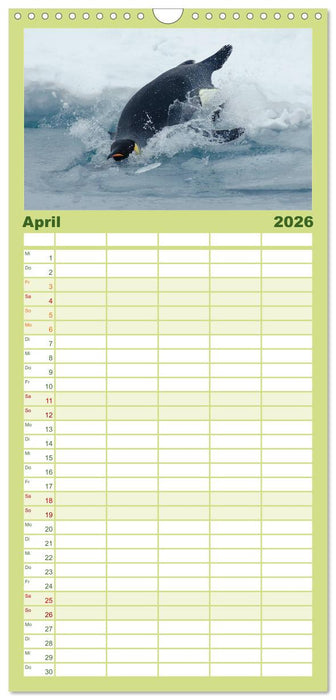 Pinguine - Watscheln im festlichen Kleid (CALVENDO Familienplaner 2026)