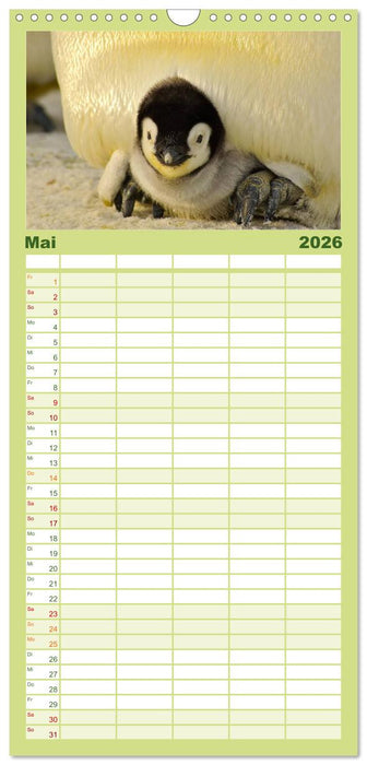 Pinguine - Watscheln im festlichen Kleid (CALVENDO Familienplaner 2026)