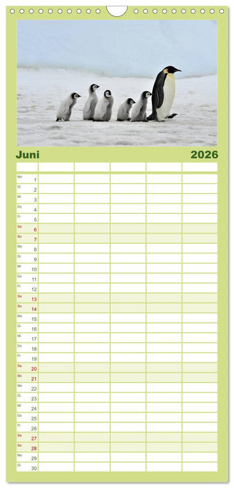 Pinguine - Watscheln im festlichen Kleid (CALVENDO Familienplaner 2026)