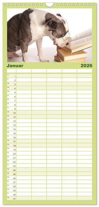 Pit Bull und Co. - Geliebt, gefürchtet, missverstanden (CALVENDO Familienplaner 2026)