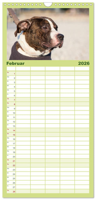 Pit Bull und Co. - Geliebt, gefürchtet, missverstanden (CALVENDO Familienplaner 2026)