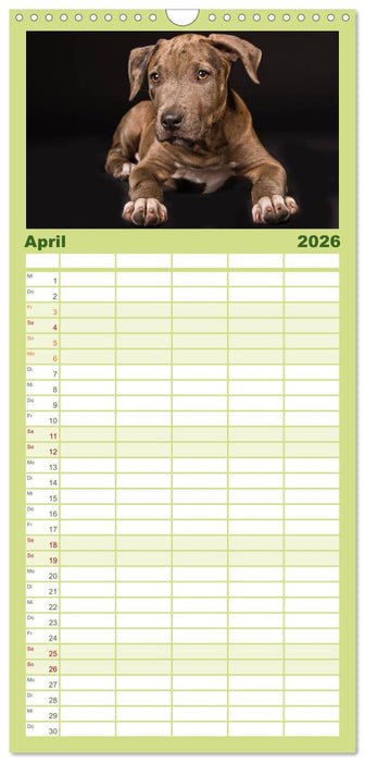 Pit Bull und Co. - Geliebt, gefürchtet, missverstanden (CALVENDO Familienplaner 2026)