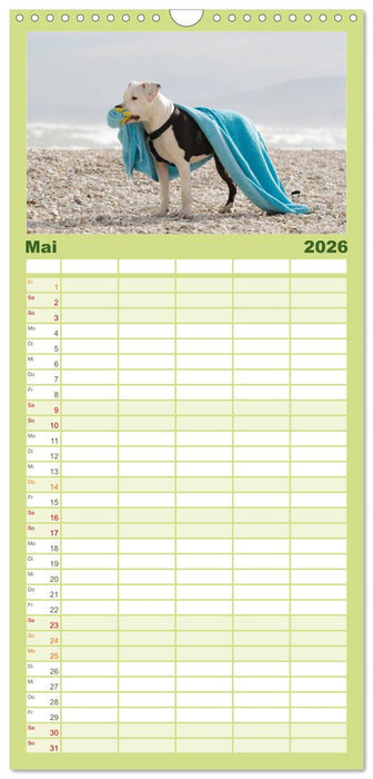 Pit Bull und Co. - Geliebt, gefürchtet, missverstanden (CALVENDO Familienplaner 2026)
