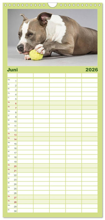 Pit Bull und Co. - Geliebt, gefürchtet, missverstanden (CALVENDO Familienplaner 2026)