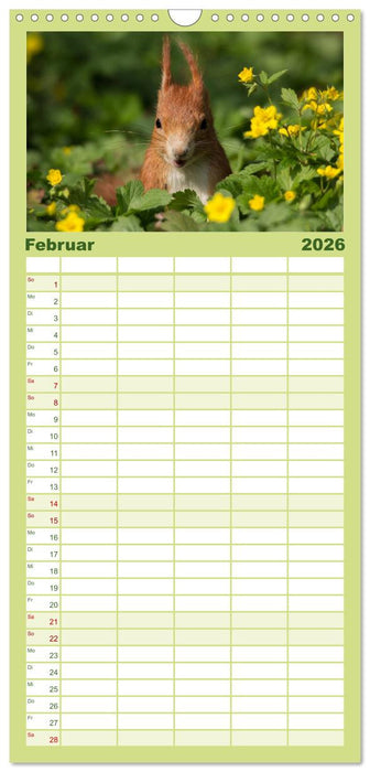 Mit dem Eichhörnchen durchs Jahr (CALVENDO Familienplaner 2026)