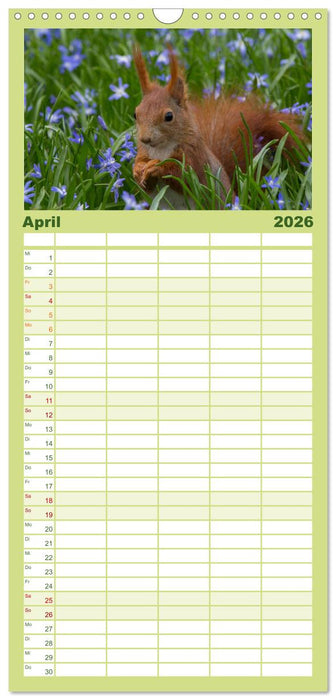 Mit dem Eichhörnchen durchs Jahr (CALVENDO Familienplaner 2026)