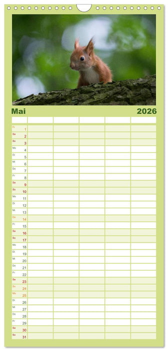 Mit dem Eichhörnchen durchs Jahr (CALVENDO Familienplaner 2026)