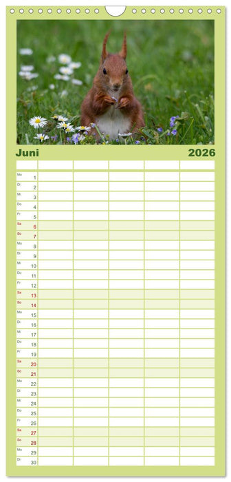 Mit dem Eichhörnchen durchs Jahr (CALVENDO Familienplaner 2026)