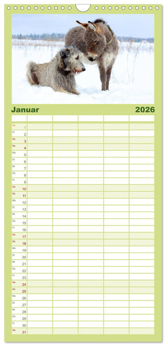 Das Esel-Paradies - Hunde und andere Feunde (CALVENDO Familienplaner 2026)