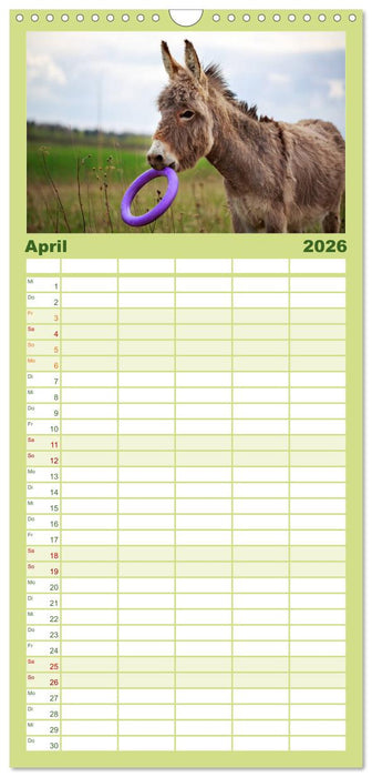 Das Esel-Paradies - Hunde und andere Feunde (CALVENDO Familienplaner 2026)