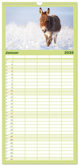 Kleiner Esel. Boldewyn und seine Freunde (CALVENDO Familienplaner 2026)