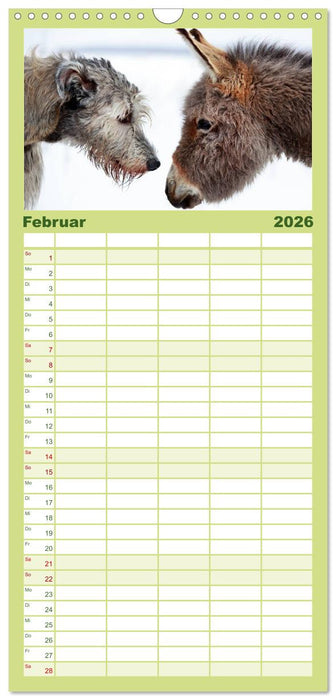 Kleiner Esel. Boldewyn und seine Freunde (CALVENDO Familienplaner 2026)