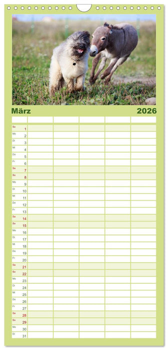 Kleiner Esel. Boldewyn und seine Freunde (CALVENDO Familienplaner 2026)