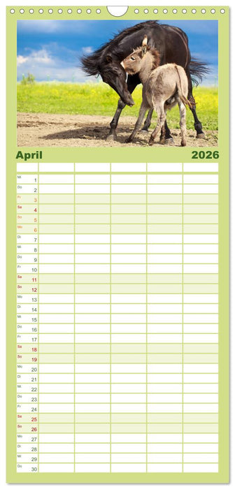 Kleiner Esel. Boldewyn und seine Freunde (CALVENDO Familienplaner 2026)