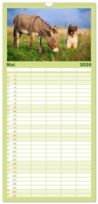 Kleiner Esel. Boldewyn und seine Freunde (CALVENDO Familienplaner 2026)