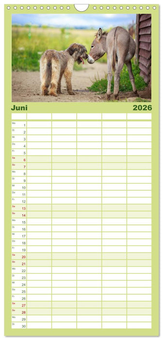 Kleiner Esel. Boldewyn und seine Freunde (CALVENDO Familienplaner 2026)