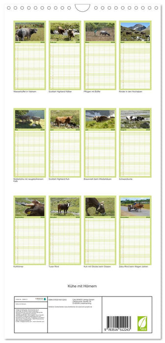 Kühe mit Hörnern (CALVENDO Familienplaner 2026)