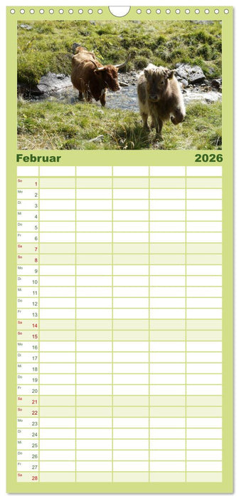 Kühe mit Hörnern (CALVENDO Familienplaner 2026)