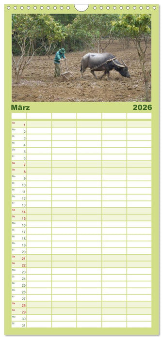 Kühe mit Hörnern (CALVENDO Familienplaner 2026)