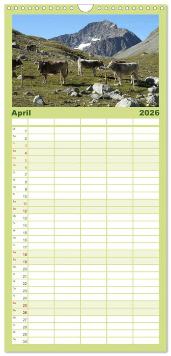 Kühe mit Hörnern (CALVENDO Familienplaner 2026)