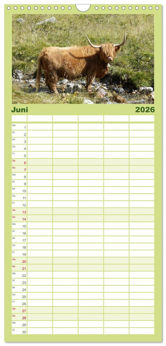 Kühe mit Hörnern (CALVENDO Familienplaner 2026)