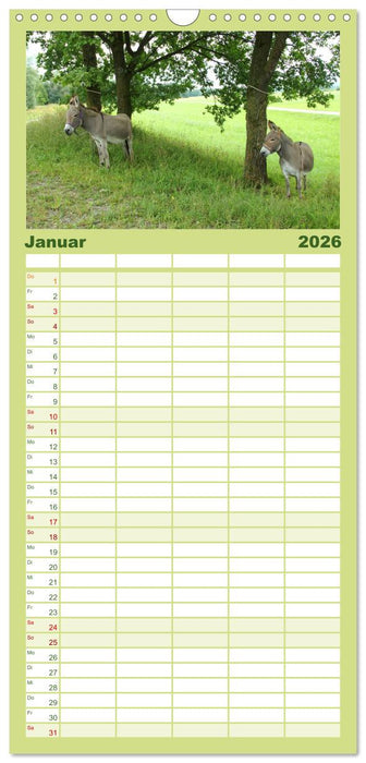 Esel - liebenswerte Langohren (CALVENDO Familienplaner 2026)