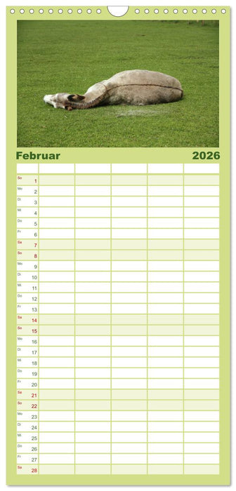 Esel - liebenswerte Langohren (CALVENDO Familienplaner 2026)