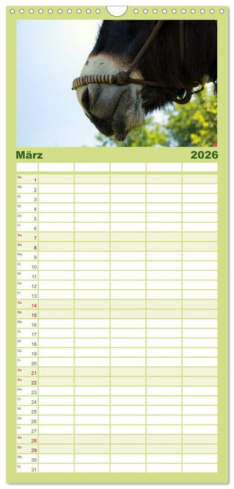 Esel - liebenswerte Langohren (CALVENDO Familienplaner 2026)
