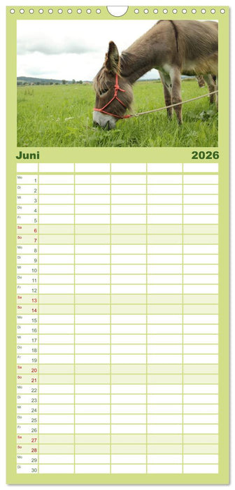 Esel - liebenswerte Langohren (CALVENDO Familienplaner 2026)