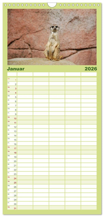 Erdmännchen (CALVENDO Familienplaner 2026)
