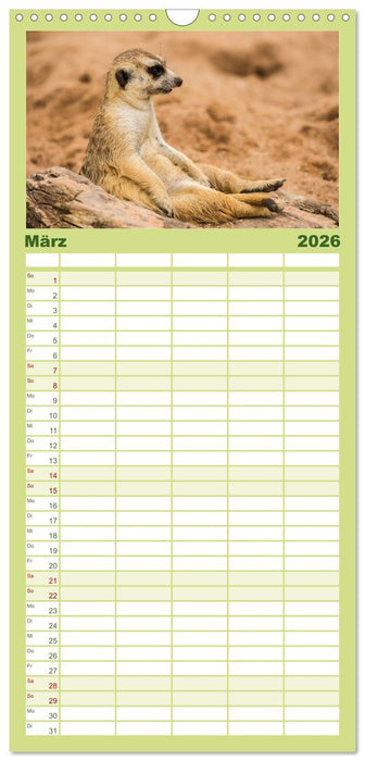 Erdmännchen (CALVENDO Familienplaner 2026)