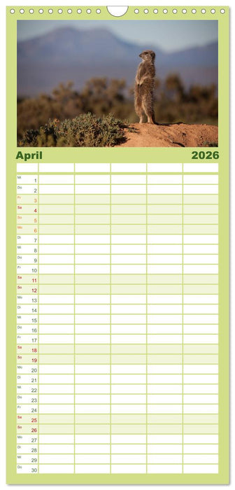 Erdmännchen (CALVENDO Familienplaner 2026)