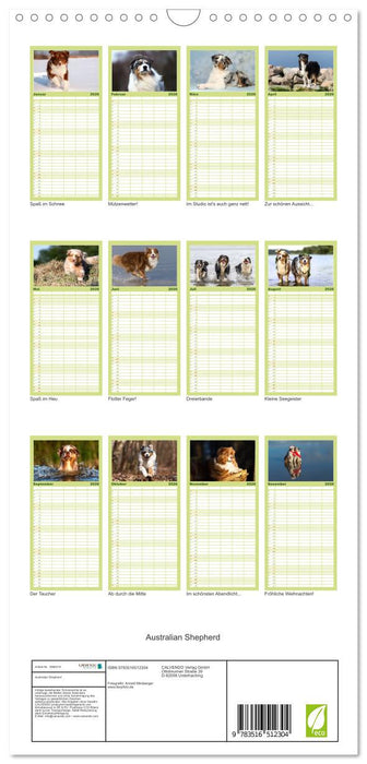 Australian Shepherd (CALVENDO Familienplaner 2026)