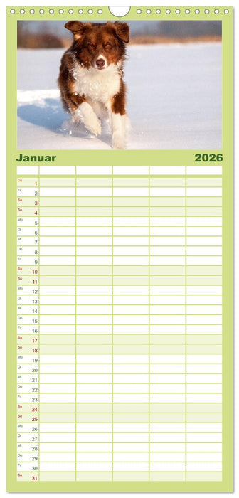 Australian Shepherd (CALVENDO Familienplaner 2026)