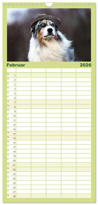 Australian Shepherd (CALVENDO Familienplaner 2026)