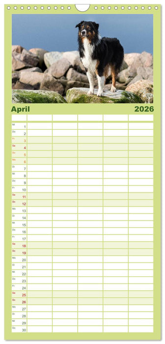 Australian Shepherd (CALVENDO Familienplaner 2026)
