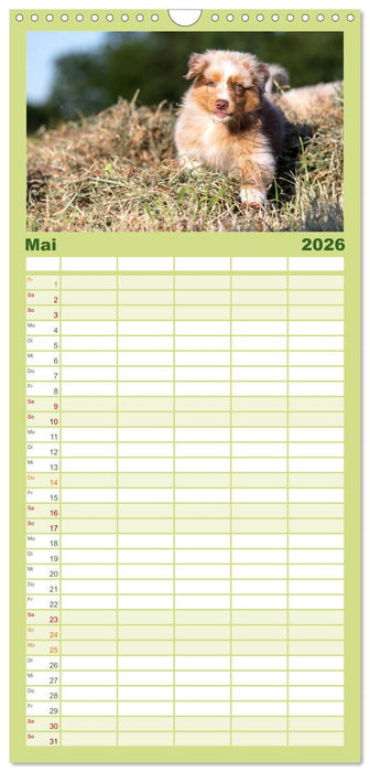 Australian Shepherd (CALVENDO Familienplaner 2026)