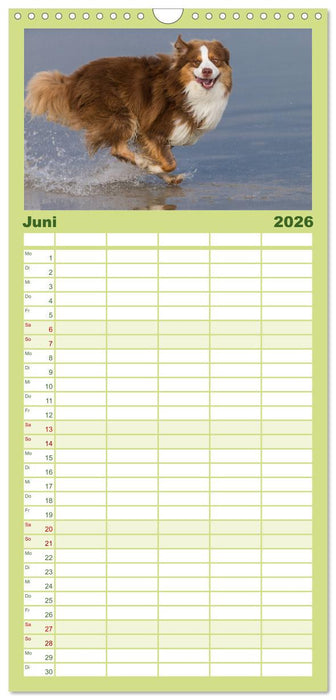 Australian Shepherd (CALVENDO Familienplaner 2026)