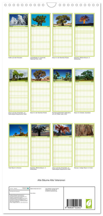 Alte Bäume Alte Veteranen (CALVENDO Familienplaner 2026)