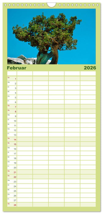 Alte Bäume Alte Veteranen (CALVENDO Familienplaner 2026)