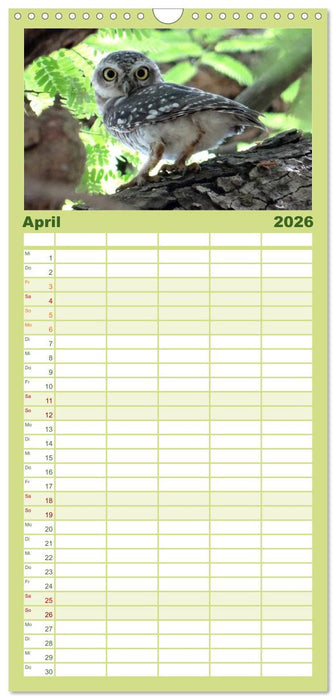 Eulen. Wächter der Nacht (CALVENDO Familienplaner 2026)