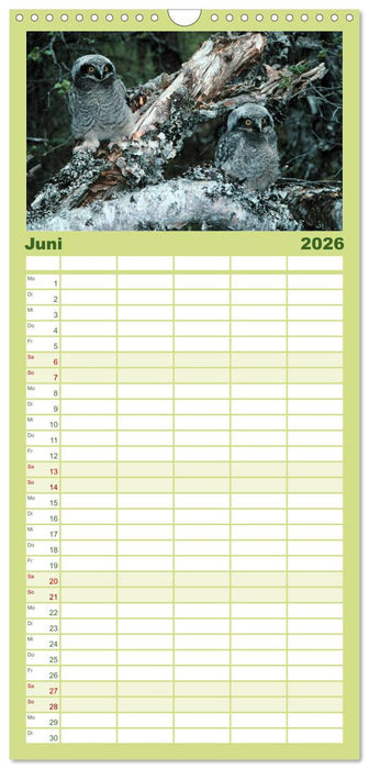 Eulen. Wächter der Nacht (CALVENDO Familienplaner 2026)