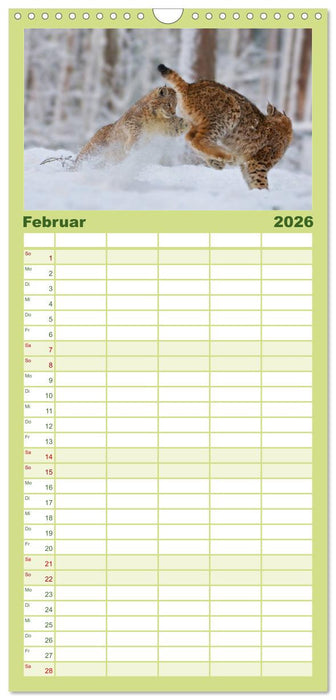 Der Luchs - Dem Pinselohr auf der Spur (CALVENDO Familienplaner 2026)